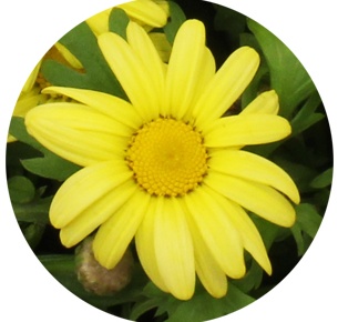 Ромашка жёлтая (Margrieten Yelloy)