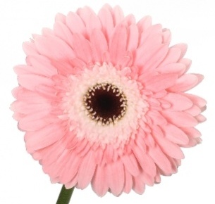 Гербера Пинк Фентези (Pink Fantasy)