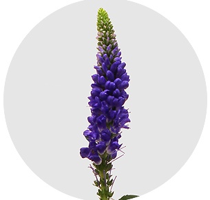 Вероника кустовая синяя