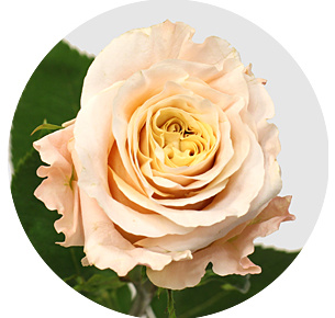 Роза Шиммер (Shimmer) Роза Шиммер (Shimmer)