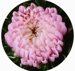 Астра Мацумото розовая (Matsumoto pink)