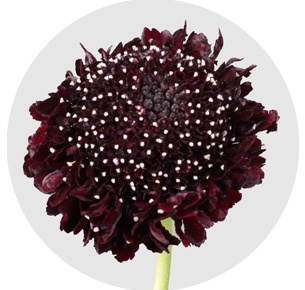 Скабиоза Ред Вельвет Скуп (Red Velvet Scoop)