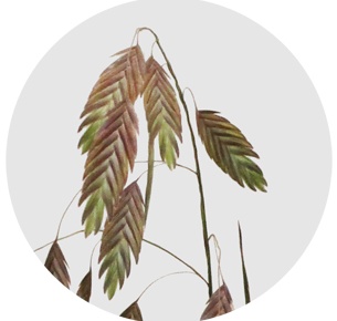 Хасмантиум