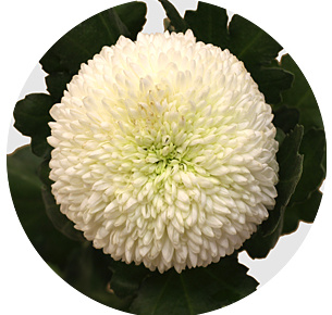 Хризантема одноголовая Борис Беккер (Boris Becker)