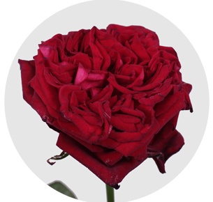 Роза Ред Элеганс (Red Elegance)