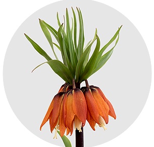 Фритиллярия Персика орнжевая (Fritillaria Persica orange)