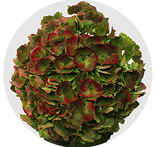 Гортензия Мэджикэл пал классик (Magical Opal Classic)