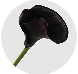 Калла мини Капитан Беретта (Captain Beretta)