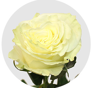 Роза Мондиаль (Mondial) Роза Мондиаль (Mondial)