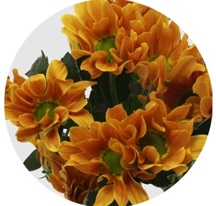 Хризантема кустовая Като оранжевая (Cato Orange)