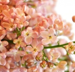 Сирень розовая