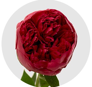 Пион Комманд перфоманс (Command Performance)