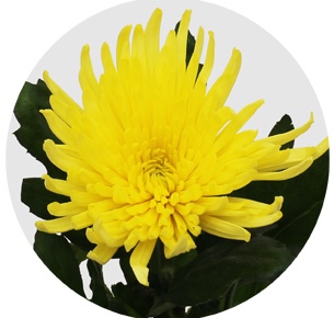 Хризантема одноголовая Анастасия желтая (Anastasia yellow)