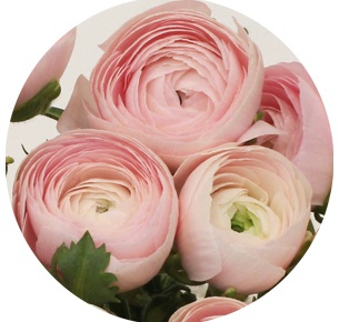 Ранункулус Клуни светло-розовый (Clooney Light Pink)