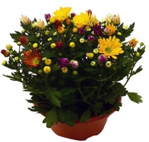 Хризантема (Chrysanthemum)