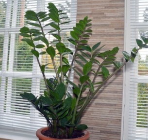 Замиокулькас (Zamioculcas)