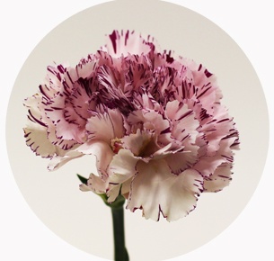 Гвоздика стандарт микс 1