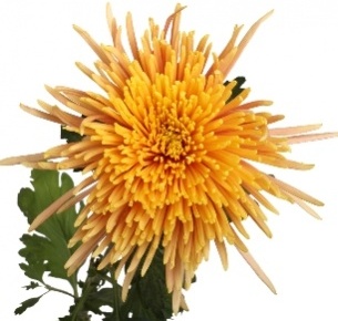 Хризантема одноголовая Фаерстик (Firestick)