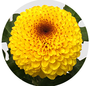 Хризантема одноголовая Леонтин (Leontine)