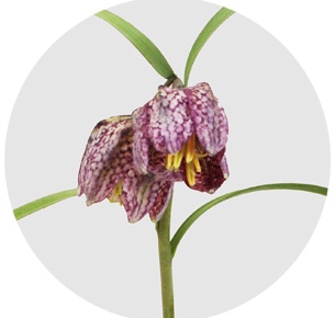 Фритиллярия мелеагрис (Fritillaria meleagris)