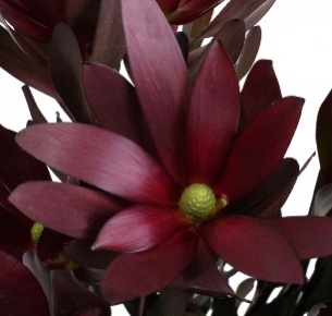 Леукадендрон сансет красный