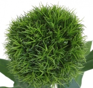 Диантус Грин Трик