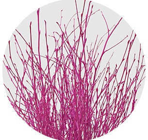 Берёза крашеная Эрика (Berken painted Erica)