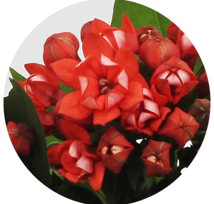 Бовардия красная