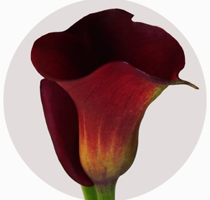 Калла Ред санрайз (Red Sunrise)