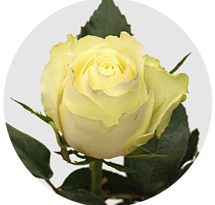 Роза Альбатрос (Albatros) Роза Альбатрос (Albatros)