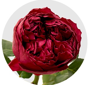 Роза Расберри элеганс (Raspberry Elegance)