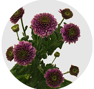 Хризантема кустовая Сантини Дория (Santini Doria)