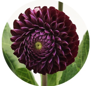 Георгина бардовая