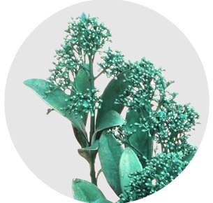 Скиммия крашеная зелёный металлик (Metal Green)