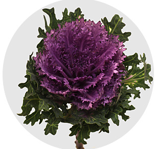 Брассика Крейн квин (Crane Queen)