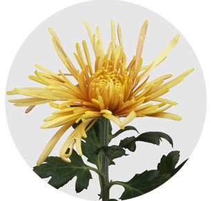 Хризантема одноголовая Спайдер квивэ (Spider Cuivre)