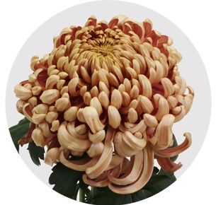 Хризантема одноголовая Вена медная (Vienna Copper)