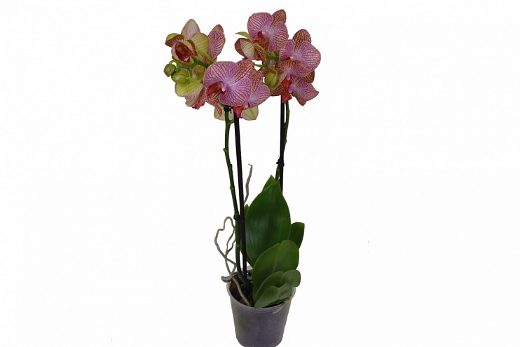 Орхидея Фаленопсис (Phalaenopsis)