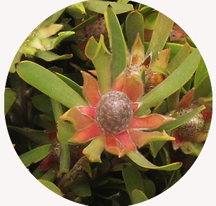 Леукадендрон Айоба стар пёрл (Ayoba Star Pearl)