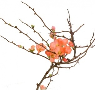 Персик ветки