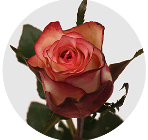 Роза Джулия (Julia) Роза Джулия (Julia)