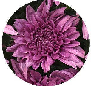 Хризантема одноголовая Резоми дарк (Resomee Dark)