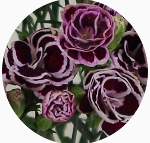 Гвоздика кустовая Блэк Джек (Dianthus Black Jack)
