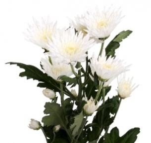 Хризантема кустовая Каролле (Carolle)