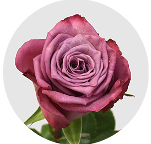 Роза Муди блюз (Moody Blues) Роза Муди блюз (Moody Blues)