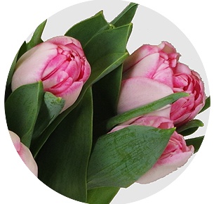 Тюльпан Фокстрот (Foxtrot)