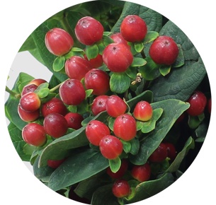 Хиперикум  красный