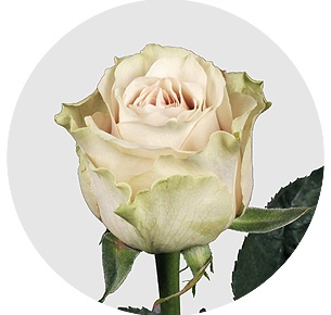 Роза Экспожер (Exposure)