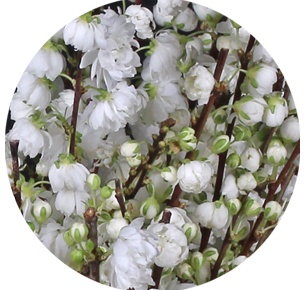 Прунус Альба Плена (Alba Plena)