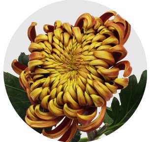 Хризантема Фуэго (Fuego)